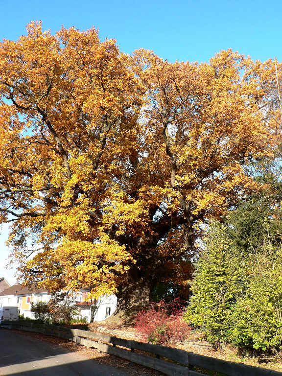 eiche-herbst.JPG (221972 Byte)