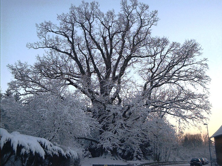 eiche-winter.jpg (239241 Byte)